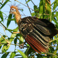 Hoatzin